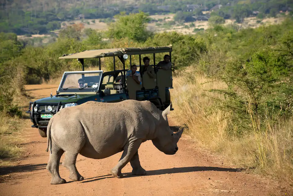 18 Safe Things to Do in Johannesburg as a Solo Traveler 8 safari johannesburg