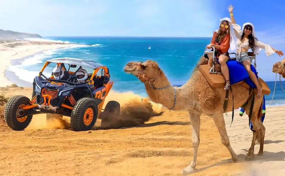 tours in cabo san lucas