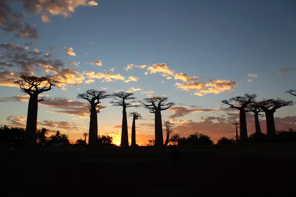 avenue of the baobabs