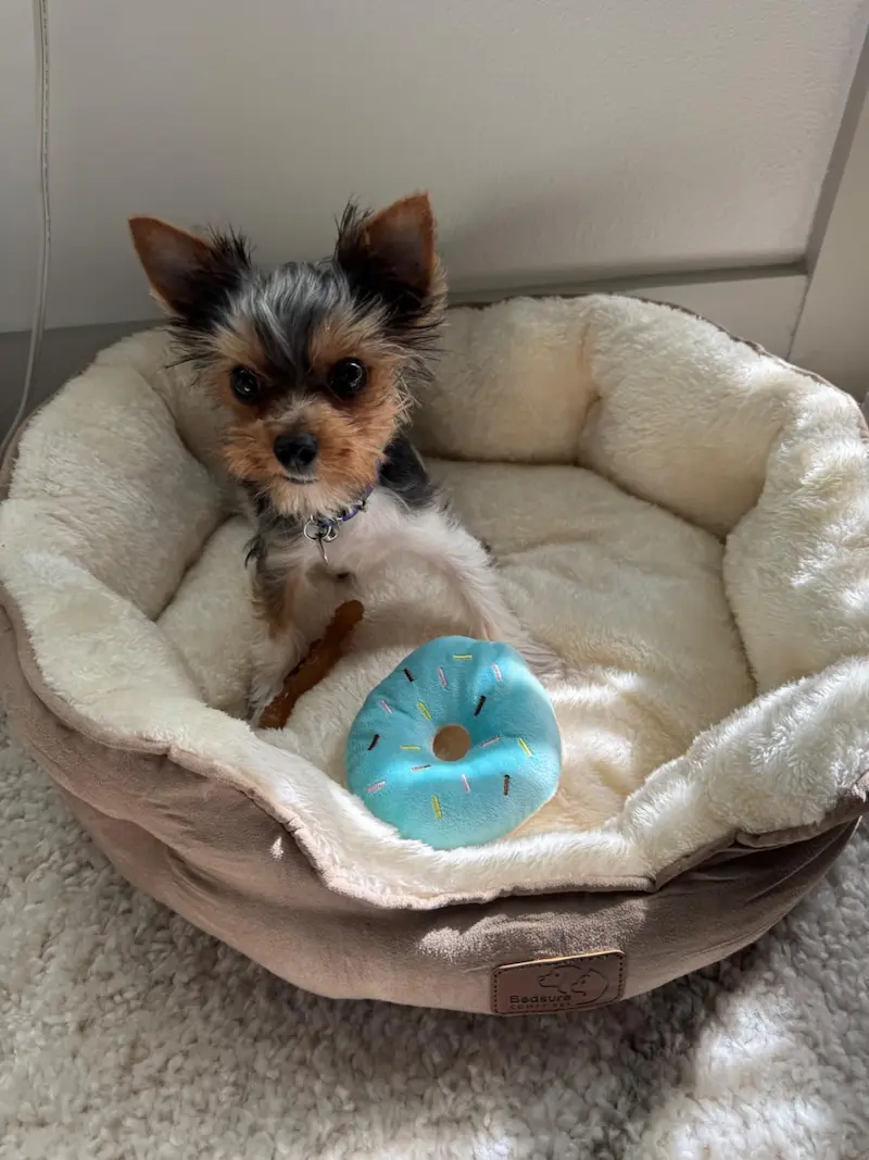 Best 12 Cat Beds in 2025: Durable, Soft, and Stylish 10 cat couch