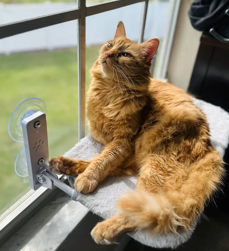 Best 12 Cat Beds in 2025: Durable, Soft, and Stylish 11 cat window bed