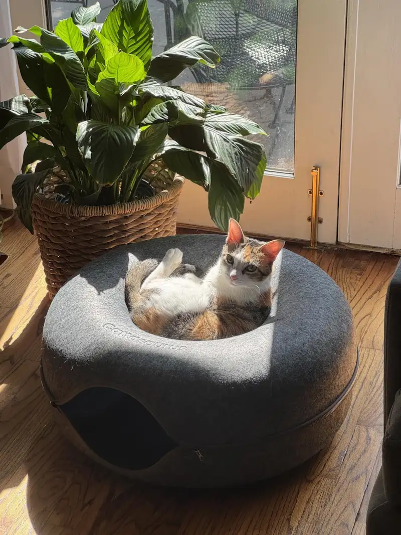 Best 12 Cat Beds in 2025: Durable, Soft, and Stylish 12 cat window seat