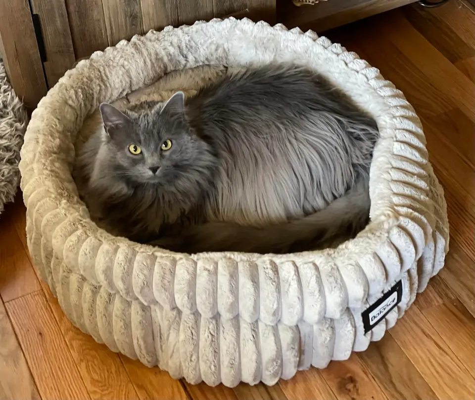 Best 12 Cat Beds in 2025: Durable, Soft, and Stylish 14 elevated cat bed