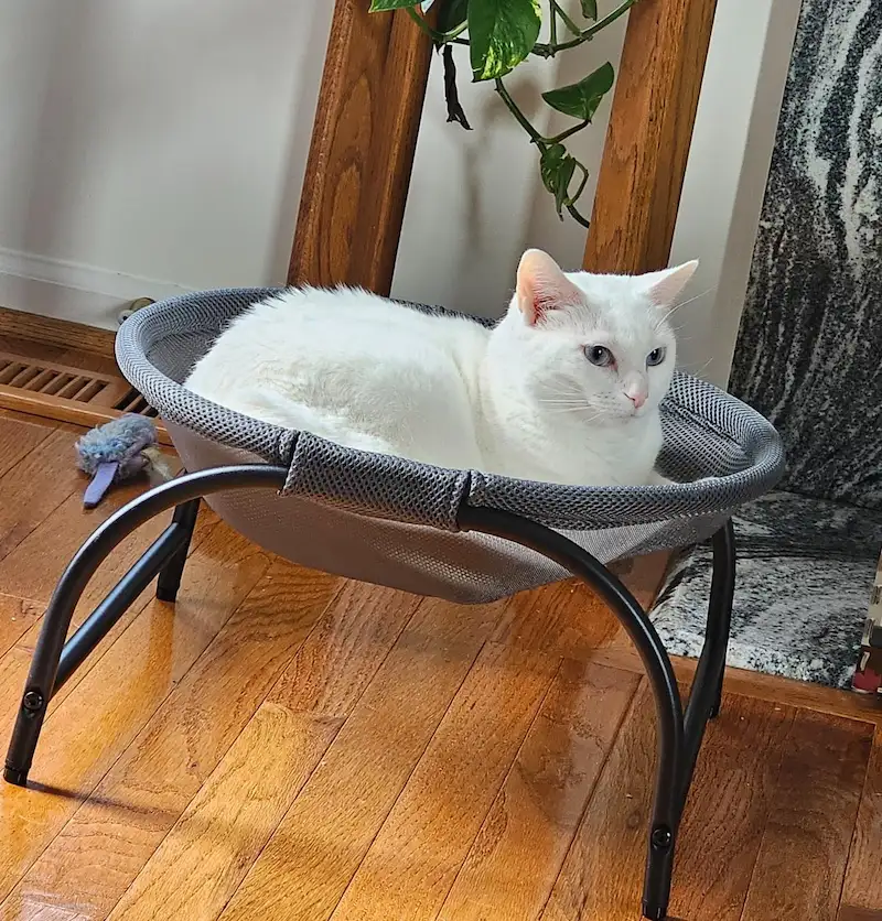 Best 12 Cat Beds in 2025: Durable, Soft, and Stylish 17 kitten bed