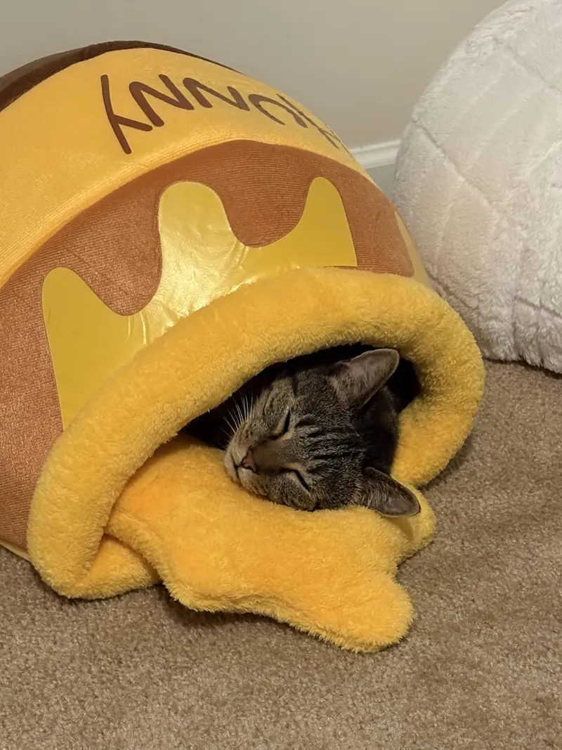 Best 12 Cat Beds in 2025: Durable, Soft, and Stylish 18 large cat bed