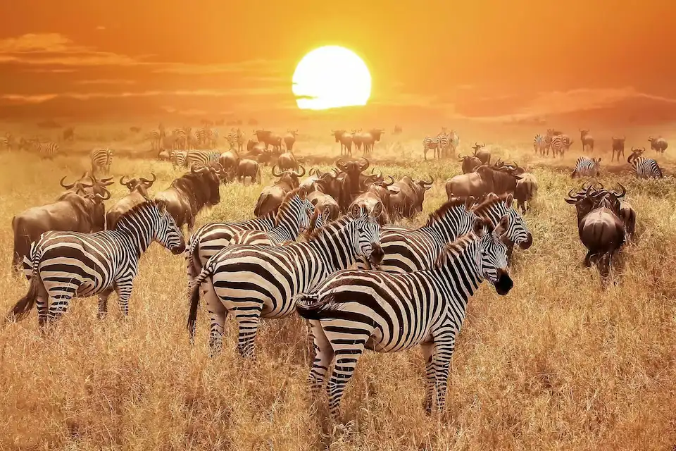 serengeti migration