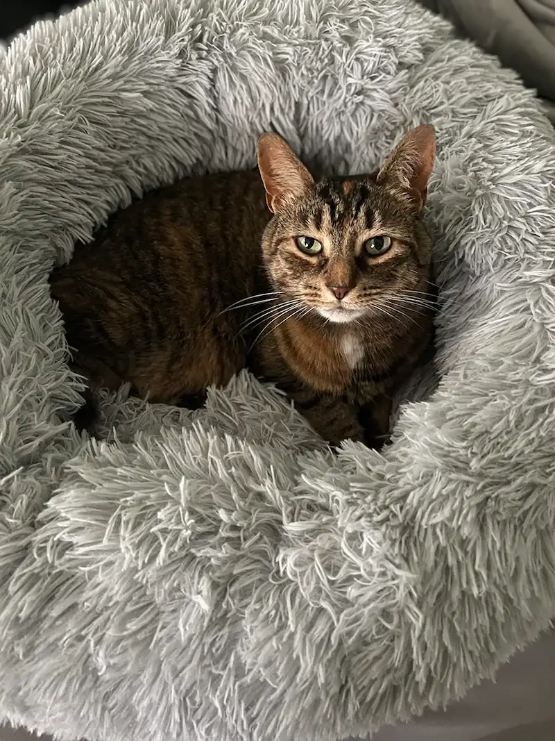 Best 12 Cat Beds in 2025: Durable, Soft, and Stylish 19 small cat bed