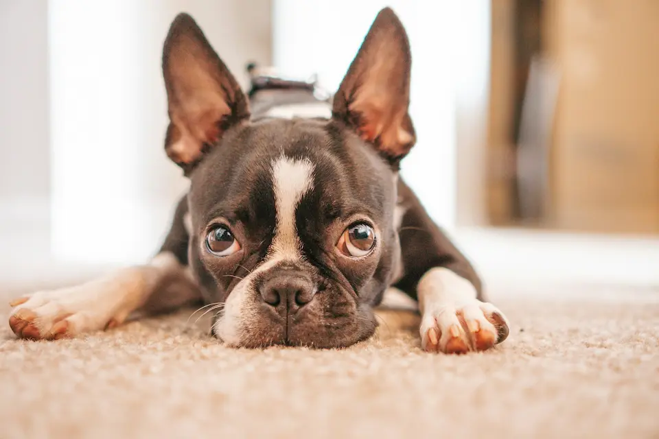 10 Perfect Dog Breeds for Seniors and Low-Energy Lifestyles 14 Boston Terrier