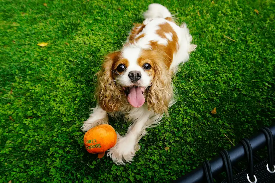 10 Perfect Dog Breeds for Seniors and Low-Energy Lifestyles 7 Cavalier King Charles Spaniel