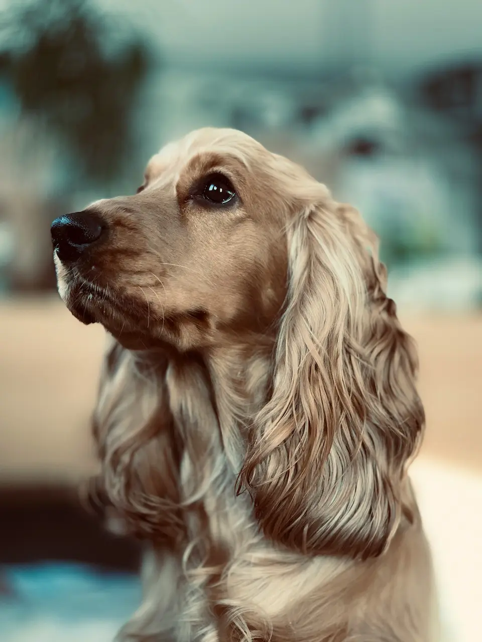 10 Perfect Dog Breeds for Seniors and Low-Energy Lifestyles 16 Cocker Spaniel