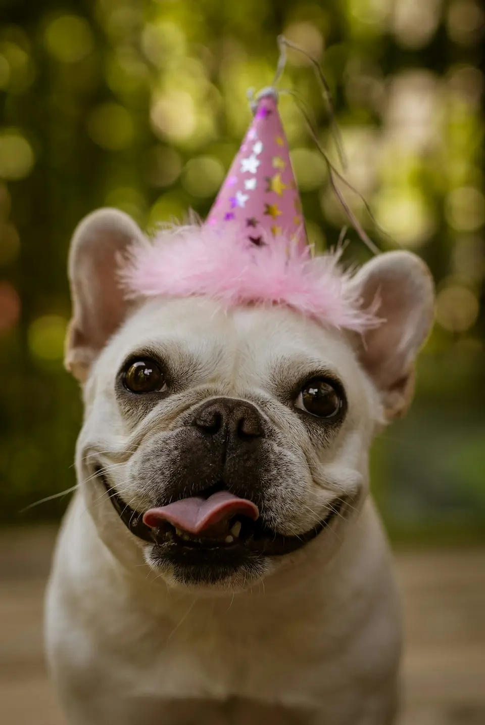 10 Perfect Dog Breeds for Seniors and Low-Energy Lifestyles 10 French Bulldog
