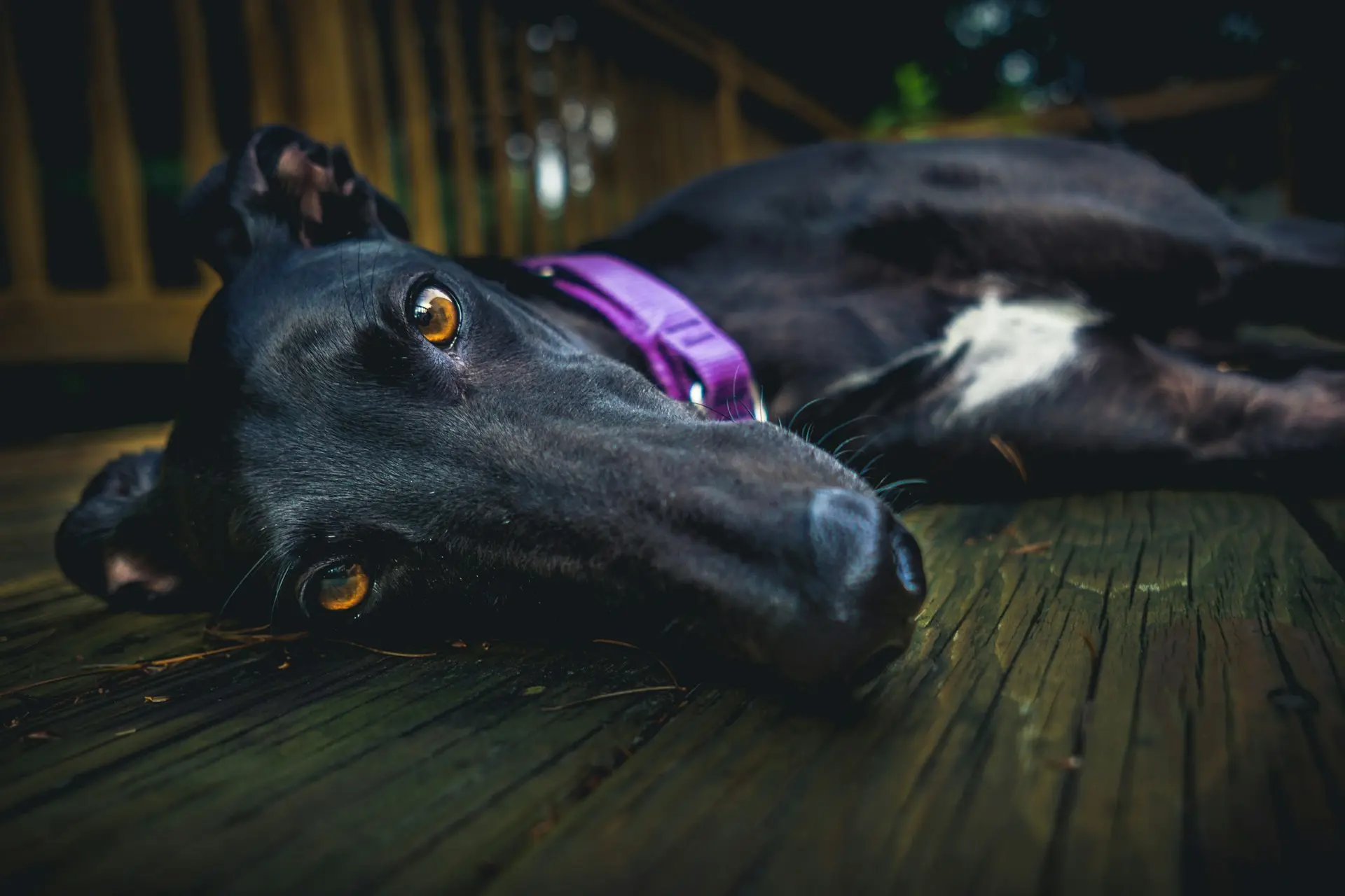 10 Perfect Dog Breeds for Seniors and Low-Energy Lifestyles 12 Greyhound