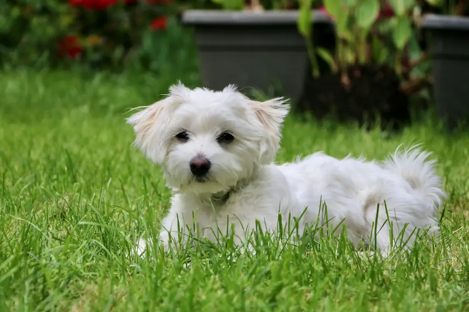10 Perfect Dog Breeds for Seniors and Low-Energy Lifestyles 13 Maltese