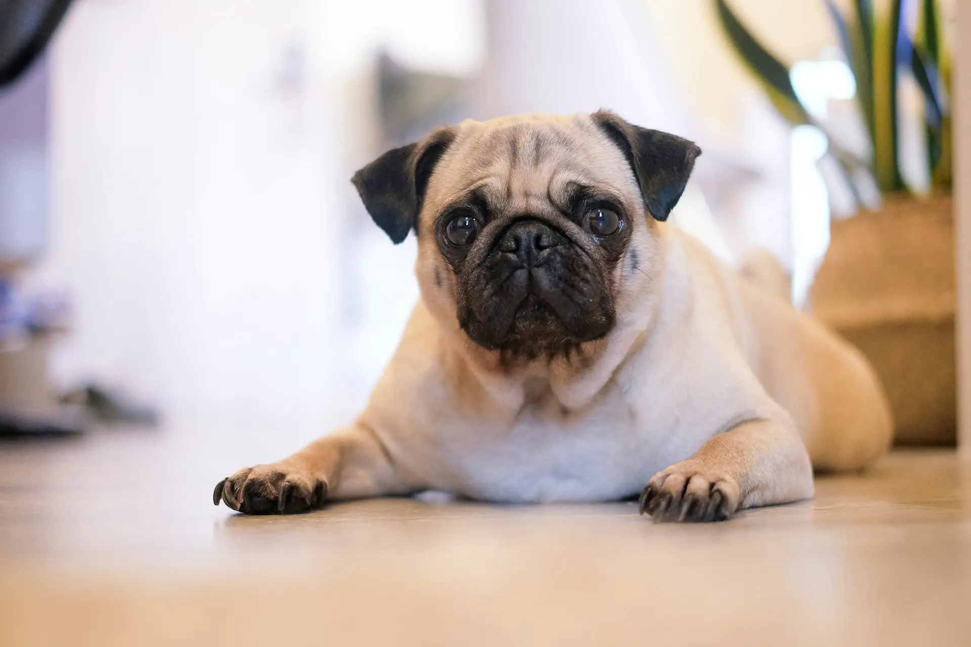 10 Perfect Dog Breeds for Seniors and Low-Energy Lifestyles 8 Pug