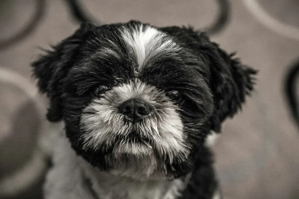 10 Perfect Dog Breeds for Seniors and Low-Energy Lifestyles 9 Shih Tzu