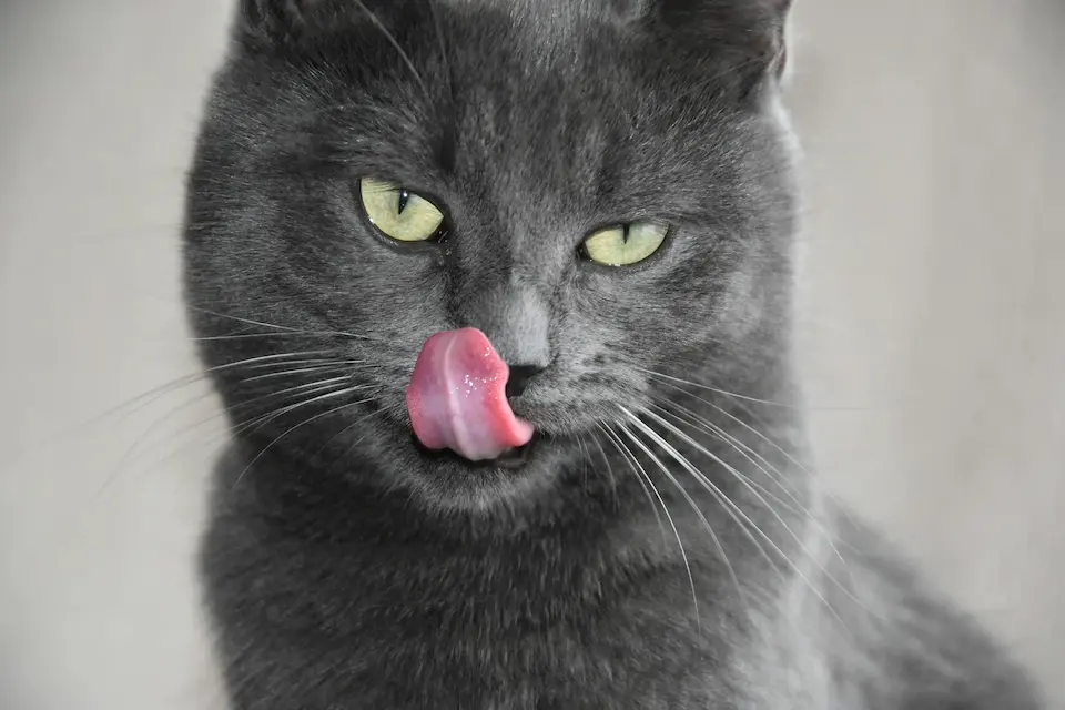 What Does it Mean When a Cat is Licking You? 10 cat licks