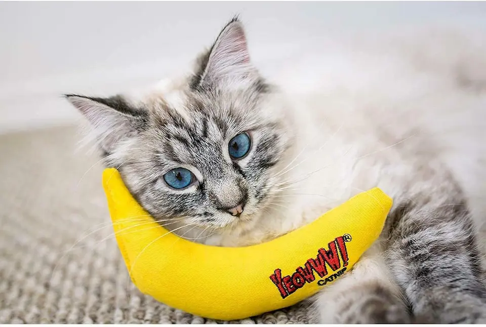 10 Best Cat Toys That Will Keep Your Kitty Busy for Hours 9 cat toy