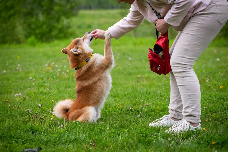 12 Easy Tricks to Teach Your Dog in One Weekend 8 dog tricks to teach