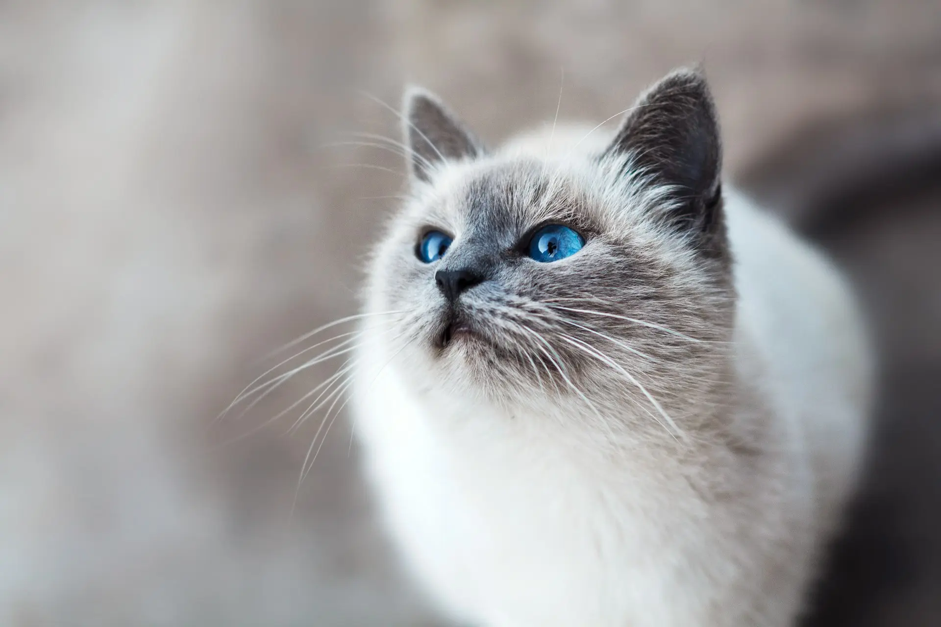 20 Signs Your Cat Loves You (Backed by Behavior Experts) 12 how to tell if your cat likes you