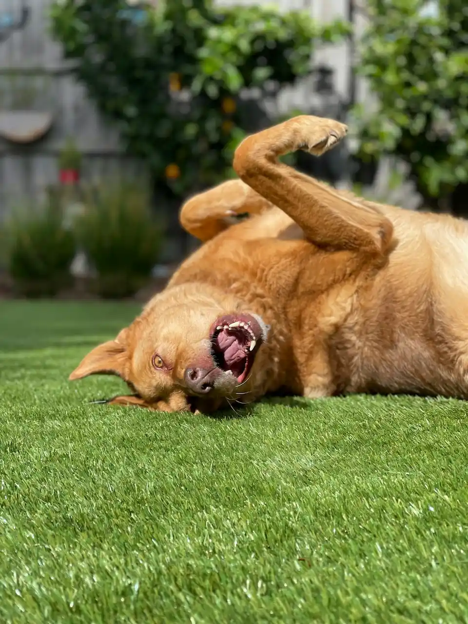 12 Easy Tricks to Teach Your Dog in One Weekend 12 simple dog tricks