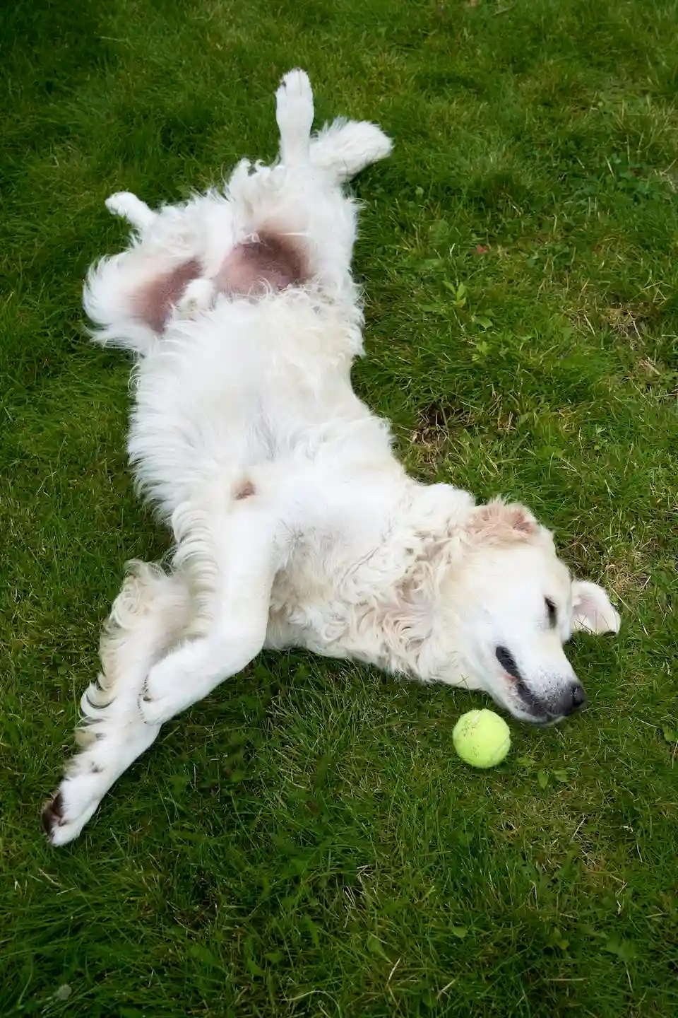 12 Easy Tricks to Teach Your Dog in One Weekend 10 tricks to train your dog