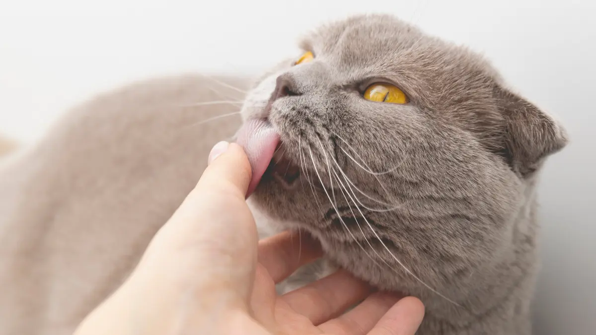 What Does it Mean When a Cat is Licking You? 8 what does it mean when a cat licks you