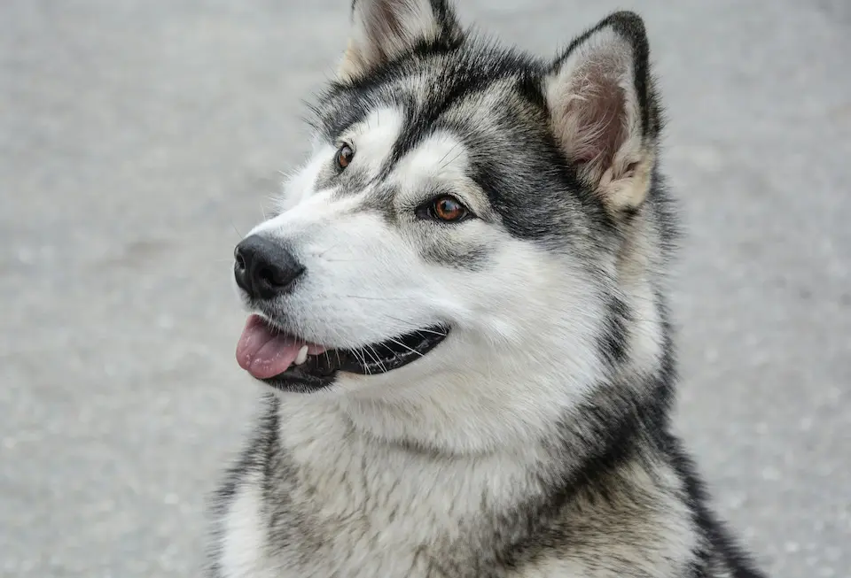 Top 10 Most Dangerous Dog Breeds Worldwide 14 Alaskan Malamute