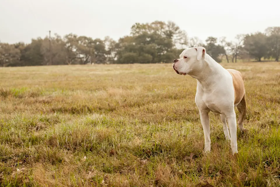 Top 10 Most Dangerous Dog Breeds Worldwide 11 American Bulldog