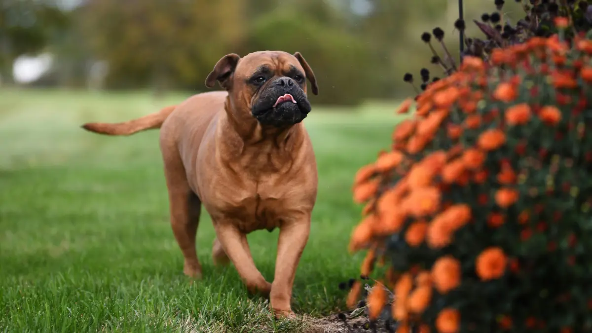 Top 10 Most Dangerous Dog Breeds Worldwide 12 Bullmastiff