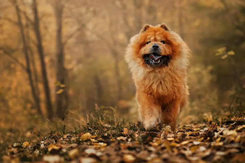 Top 10 Most Dangerous Dog Breeds Worldwide 16 Chow Chow dog