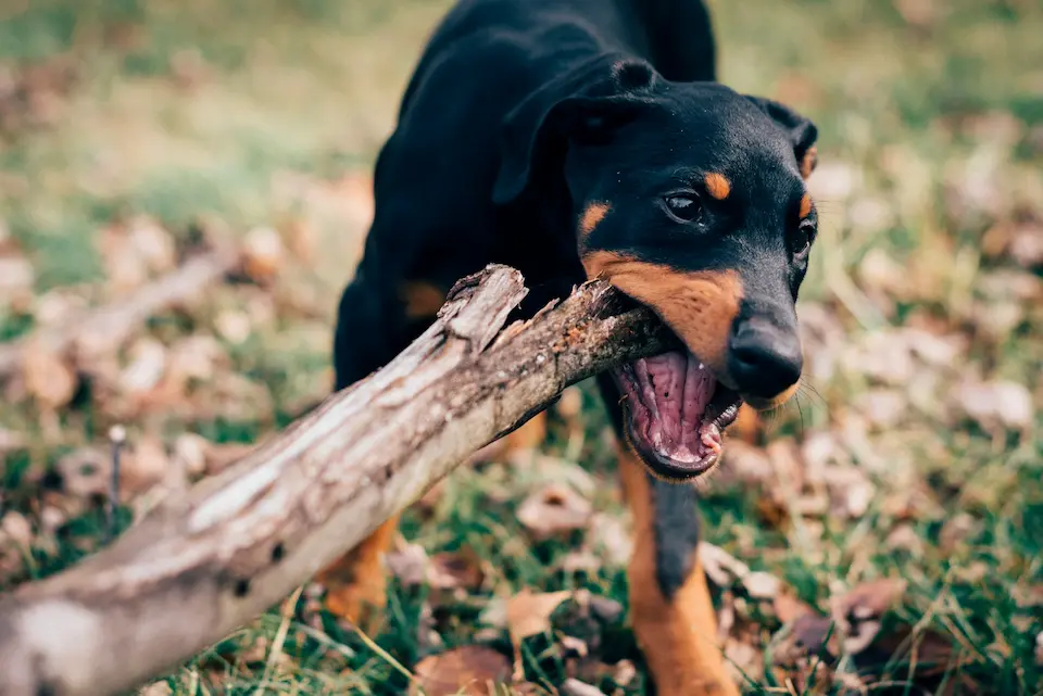 Top 10 Most Dangerous Dog Breeds Worldwide 15 Doberman Pinscher