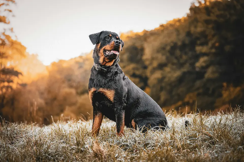 Top 10 Most Dangerous Dog Breeds Worldwide 9 Rottweiler