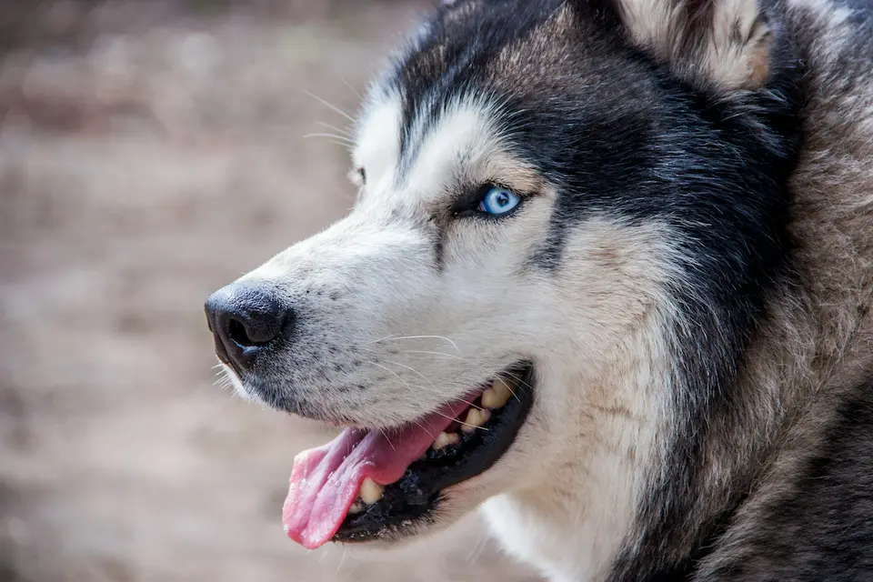 Top 10 Most Dangerous Dog Breeds Worldwide 13 Siberian Husky