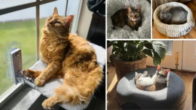 Best 12 Cat Beds in 2025: Durable, Soft, and Stylish 100 enclosed cat bed