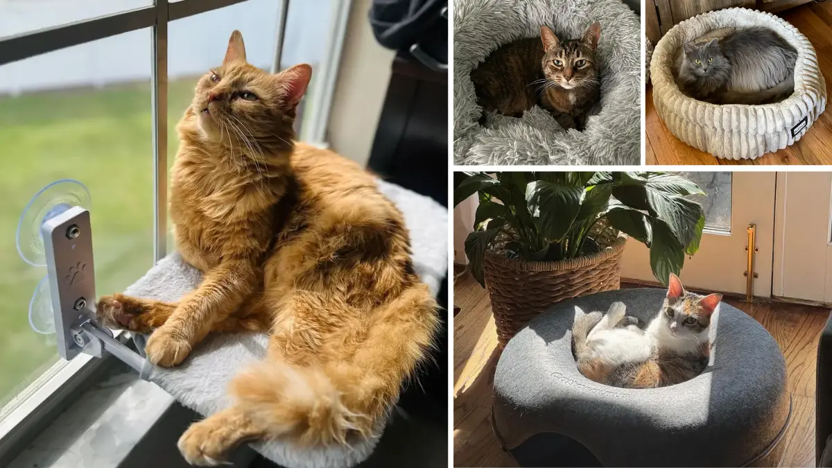 Best 12 Cat Beds in 2025: Durable, Soft, and Stylish 7 enclosed cat bed