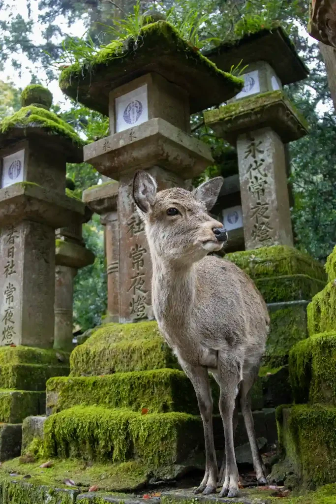 Nara japan