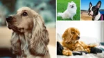 10 Perfect Dog Breeds for Seniors and Low-Energy Lifestyles 18 Dog Breeds for Seniors