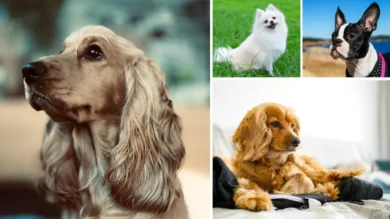 10 Perfect Dog Breeds for Seniors and Low-Energy Lifestyles 48 Dog Breeds for Seniors