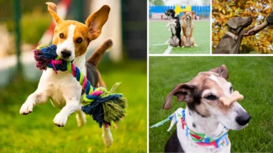 12 Easy Tricks to Teach Your Dog in One Weekend 31 Easy Tricks to Teach Your Dog