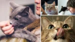 What Does it Mean When a Cat is Licking You? 17 What Does it Mean When a Cat is Licking You