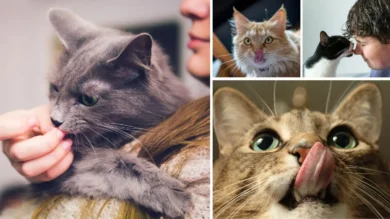 What Does it Mean When a Cat is Licking You? 37 What Does it Mean When a Cat is Licking You