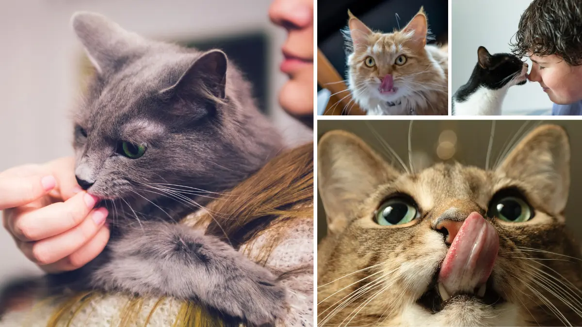 What Does it Mean When a Cat is Licking You? 7 What Does it Mean When a Cat is Licking You