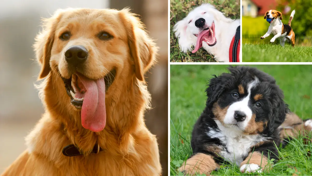 150+ Trendy Dog Names for Male and Female Pups in 2026 7 dog names