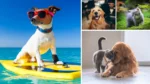 100+ Cute & Funny Pet Names for Your New Best Friend 17 pet names