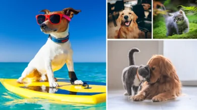 100+ Cute & Funny Pet Names for Your New Best Friend 14 pet names