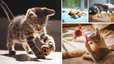 10 Best Cat Toys That Will Keep Your Kitty Busy for Hours 18 cat toys