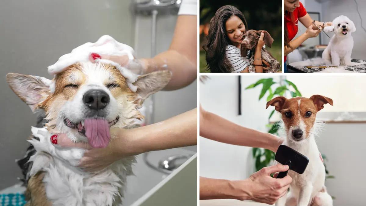 ways to spoil your dog