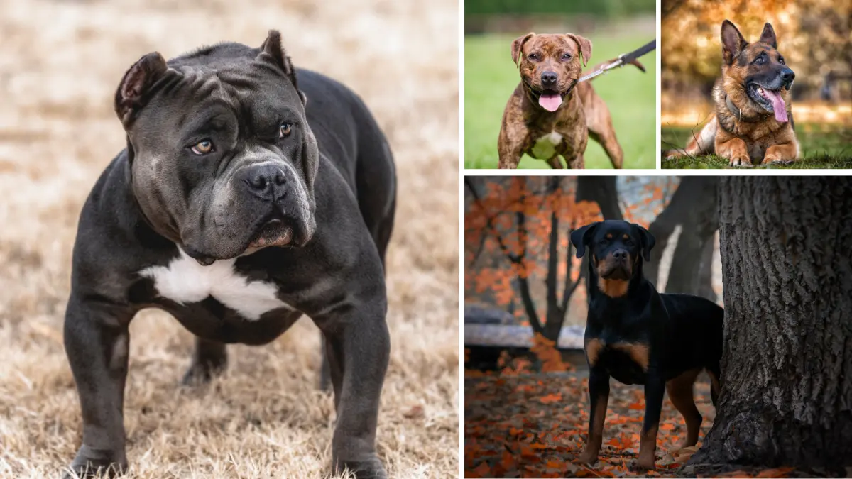 Top 10 Most Dangerous Dog Breeds Worldwide 7 dangerous dog breeds