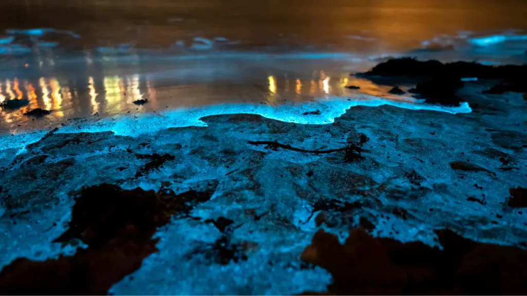 Bioluminescent Bay