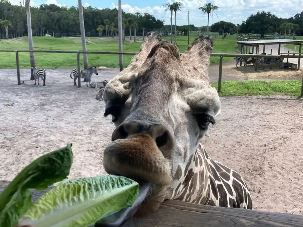 Safari Park at Wild Florida